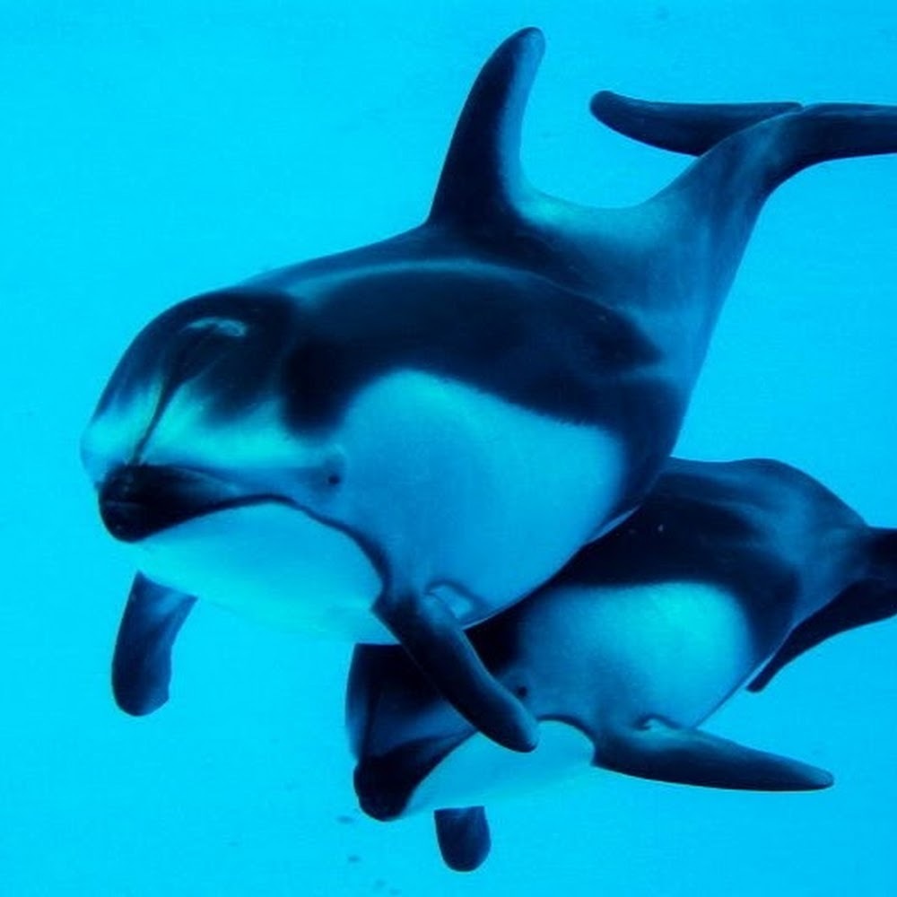 Meet your Posher, Kawaii